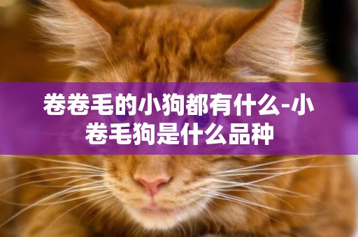 卷卷毛的小狗都有什么-小卷毛狗是什么品種