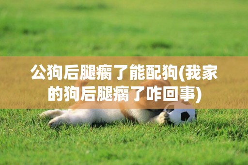 公狗后腿瘸了能配狗(我家的狗后腿瘸了咋回事)