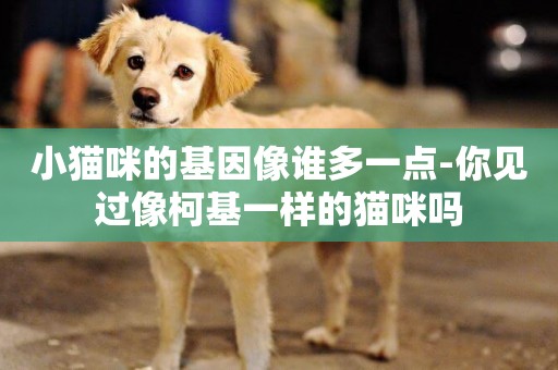 小貓咪的基因像誰多一點-你見過像柯基一樣的貓咪嗎