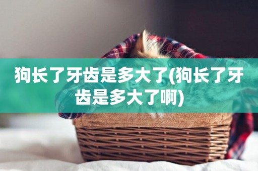 狗長了牙齒是多大了(狗長了牙齒是多大了啊)