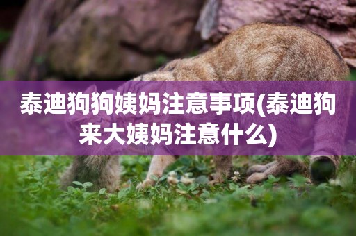 泰迪狗狗姨媽注意事項(泰迪狗來大姨媽注意什么)
