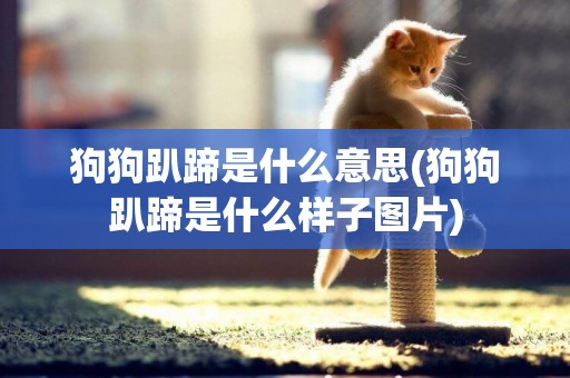 狗狗趴蹄是什么意思(狗狗趴蹄是什么樣子圖片)