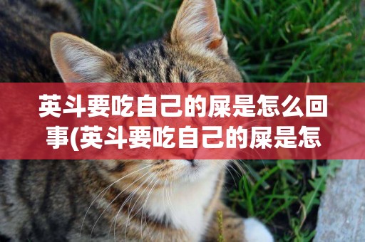英斗要吃自己的屎是怎么回事(英斗要吃自己的屎是怎么回事呀)