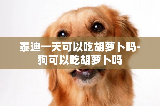 泰迪一天可以吃胡蘿卜嗎-狗可以吃胡蘿卜嗎