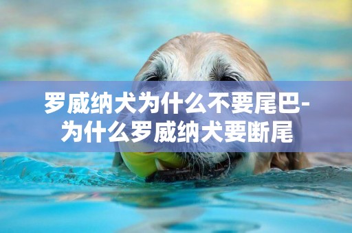 羅威納犬為什么不要尾巴-為什么羅威納犬要斷尾