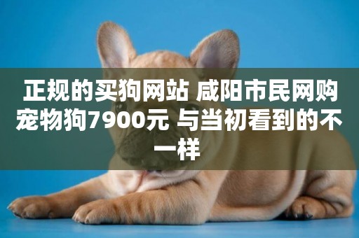正規的買狗網站 咸陽市民網購寵物狗7900元 與當初看到的不一樣 