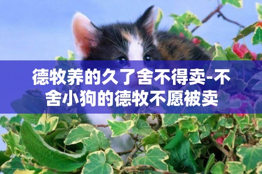 德牧養的久了舍不得賣-不舍小狗的德牧不愿被賣