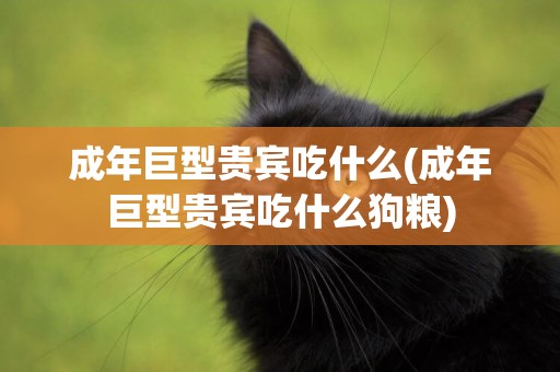 成年巨型貴賓吃什么(成年巨型貴賓吃什么狗糧)