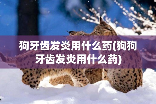 狗牙齒發炎用什么藥(狗狗牙齒發炎用什么藥)