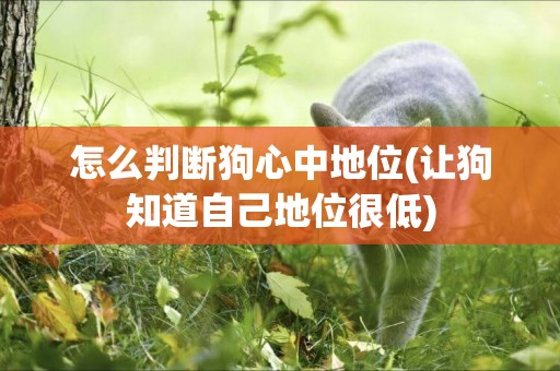 怎么判斷狗心中地位(讓狗知道自己地位很低)