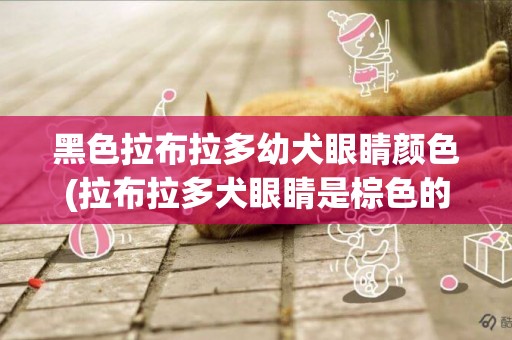 黑色拉布拉多幼犬眼睛顏色(拉布拉多犬眼睛是棕色的是什么原因)