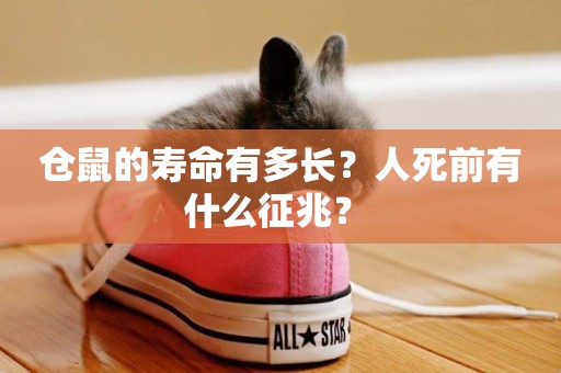 倉鼠的壽命有多長？人死前有什么征兆？ 