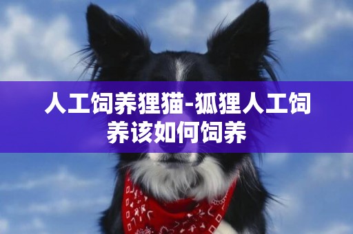 人工飼養貍貓-狐貍人工飼養該如何飼養