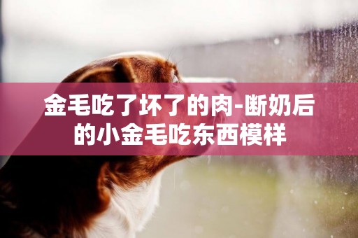 金毛吃了壞了的肉-斷奶后的小金毛吃東西模樣