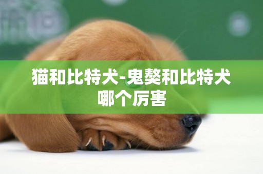 貓和比特犬-鬼獒和比特犬哪個厲害