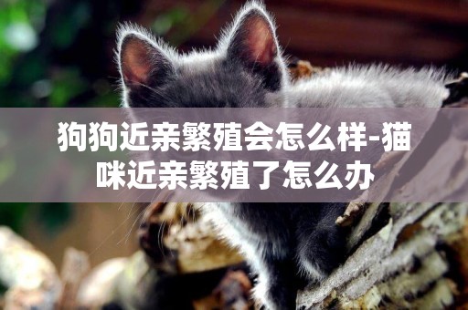 狗狗近親繁殖會怎么樣-貓咪近親繁殖了怎么辦