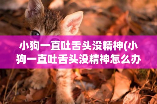 小狗一直吐舌頭沒精神(小狗一直吐舌頭沒精神怎么辦)