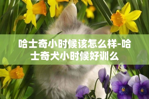 哈士奇小時候該怎么樣-哈士奇犬小時候好訓么