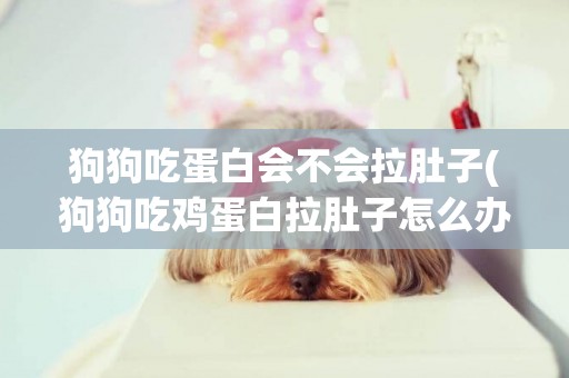 狗狗吃蛋白會不會拉肚子(狗狗吃雞蛋白拉肚子怎么辦)