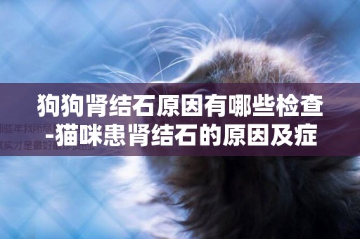 狗狗腎結石原因有哪些檢查-貓咪患腎結石的原因及癥狀有哪些