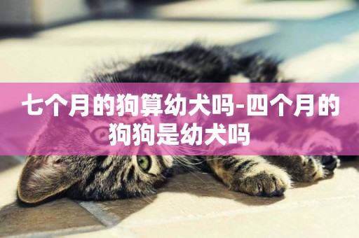 七個月的狗算幼犬嗎-四個月的狗狗是幼犬嗎