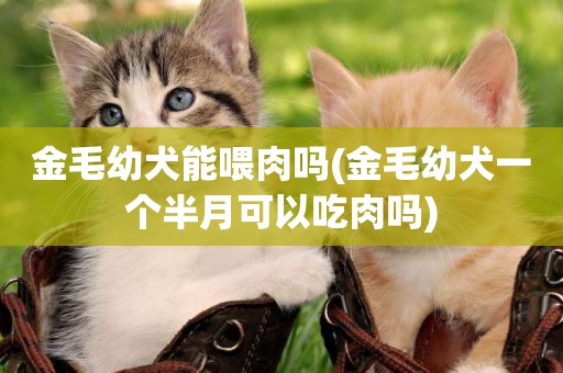 金毛幼犬能喂肉嗎(金毛幼犬一個半月可以吃肉嗎)