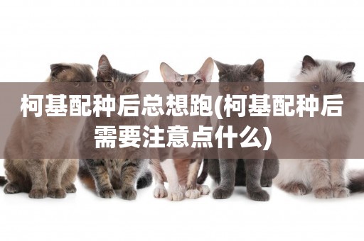 柯基配種后總想跑(柯基配種后需要注意點什么)