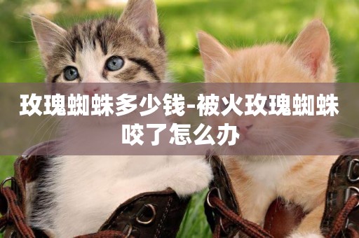 玫瑰蜘蛛多少錢-被火玫瑰蜘蛛咬了怎么辦