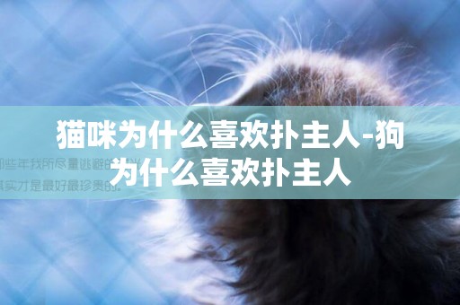 貓咪為什么喜歡撲主人-狗為什么喜歡撲主人