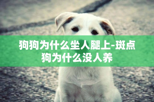 狗狗為什么坐人腿上-斑點狗為什么沒人養