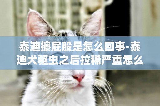 泰迪擦屁股是怎么回事-泰迪犬驅蟲之后拉稀嚴重怎么回事