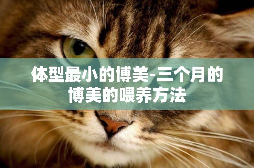 體型最小的博美-三個月的博美的喂養方法