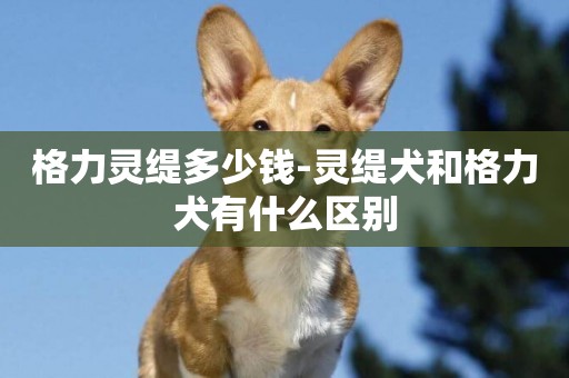 格力靈緹多少錢-靈緹犬和格力犬有什么區別