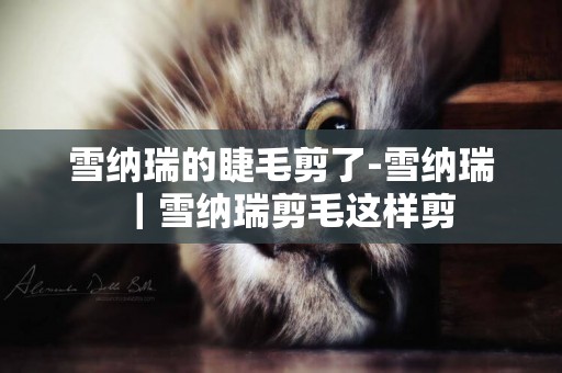 雪納瑞的睫毛剪了-雪納瑞｜雪納瑞剪毛這樣剪