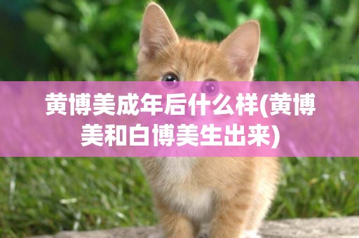 黃博美成年后什么樣(黃博美和白博美生出來)