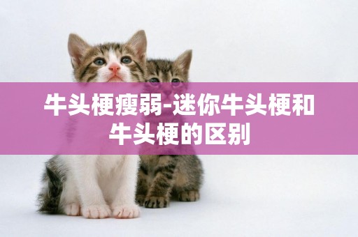 牛頭梗瘦弱-迷你牛頭梗和牛頭梗的區別