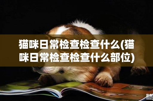 貓咪日常檢查檢查什么(貓咪日常檢查檢查什么部位)