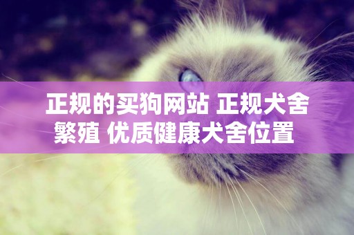 正規的買狗網站 正規犬舍繁殖 優質健康犬舍位置 