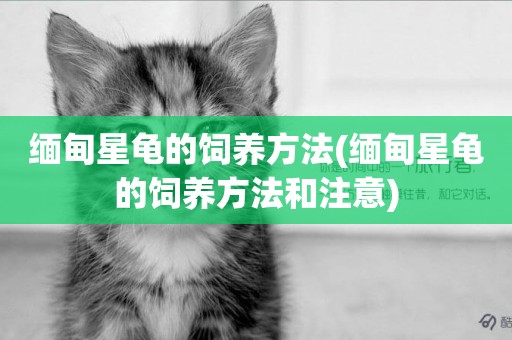 緬甸星龜的飼養方法(緬甸星龜的飼養方法和注意)