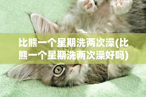 比熊一個星期洗兩次澡(比熊一個星期洗兩次澡好嗎)