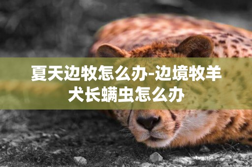 夏天邊牧怎么辦-邊境牧羊犬長螨蟲怎么辦