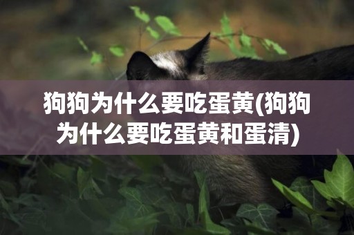 狗狗為什么要吃蛋黃(狗狗為什么要吃蛋黃和蛋清)