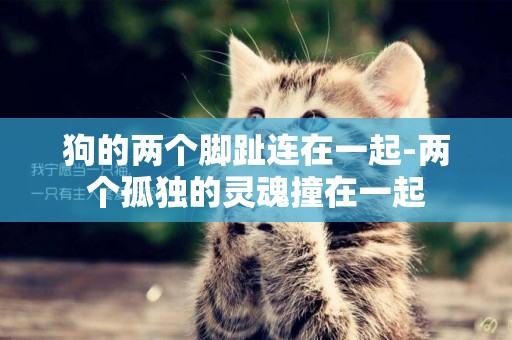 狗的兩個腳趾連在一起-兩個孤獨的靈魂撞在一起