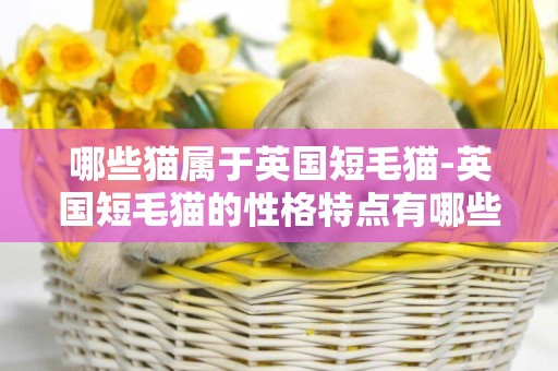 哪些貓屬于英國短毛貓-英國短毛貓的性格特點有哪些