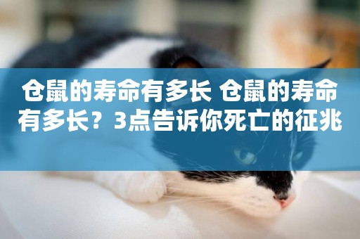 倉鼠的壽命有多長 倉鼠的壽命有多長？3點告訴你死亡的征兆 