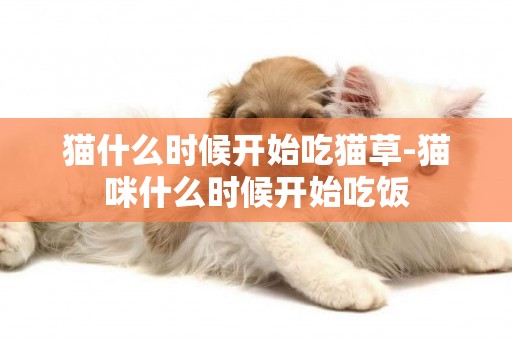 貓什么時候開始吃貓草-貓咪什么時候開始吃飯