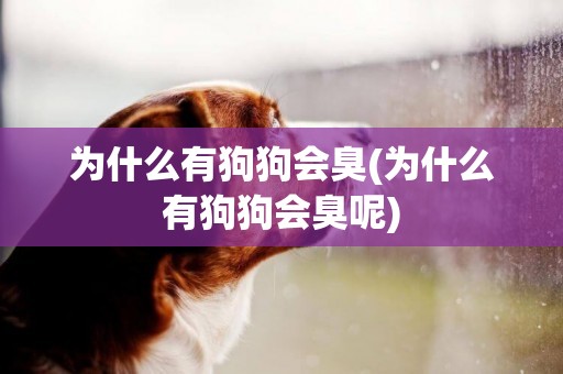 為什么有狗狗會臭(為什么有狗狗會臭呢)