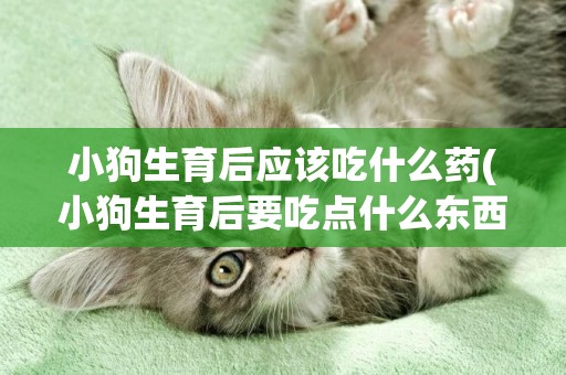 小狗生育后應該吃什么藥(小狗生育后要吃點什么東西)