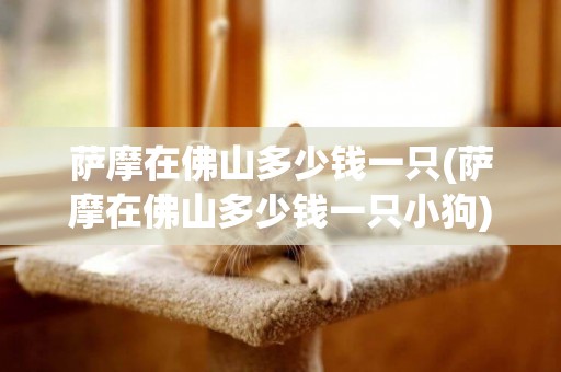 薩摩在佛山多少錢一只(薩摩在佛山多少錢一只小狗)