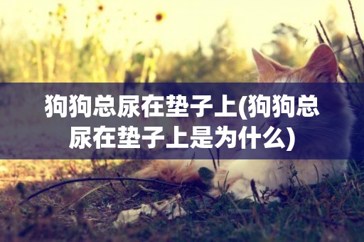 狗狗總尿在墊子上(狗狗總尿在墊子上是為什么)